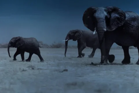 地球的夜晚 Night on Earth (2020)