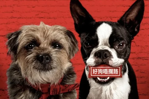 流浪狗 Strays (2023)4K2160P HDR 简英双语字幕 豆瓣: 7.3